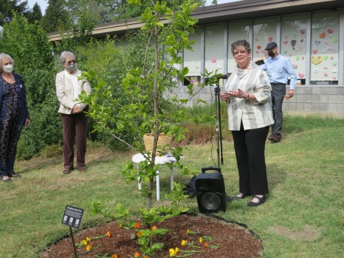 A women stands beside the Ginkgo tree with it's plaque in front of the church